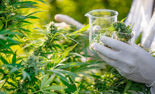 an image of marijuana flowers with a doctor in rubber gloves