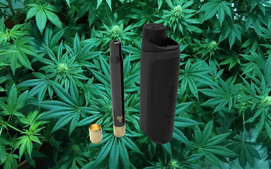 the weedgets x5 One-Hitter pipe against a background of marijuana plants